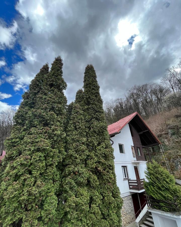 Timi Residence Braşov Buitenkant foto